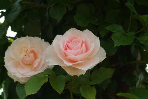 アミ　ロマンティカsDSCF2099