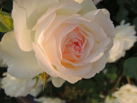 ステファニー　グッテンベルク2220