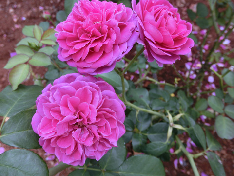 スピネルsCIMG7093