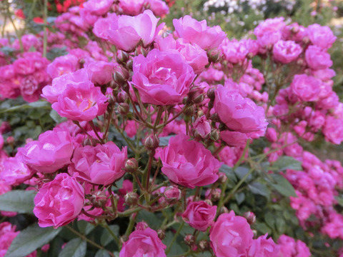 マダム　ノルベル　ラババスール1768