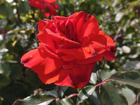 オリンピック　ファイアーsCIMG5858