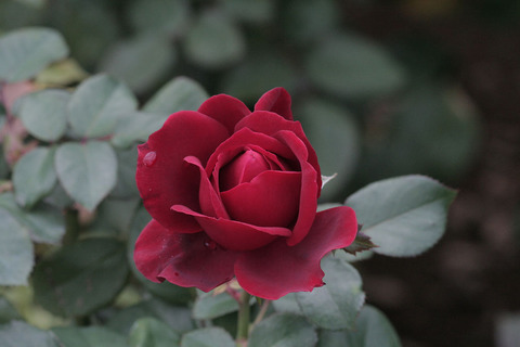 マヨルカsIMG_5351