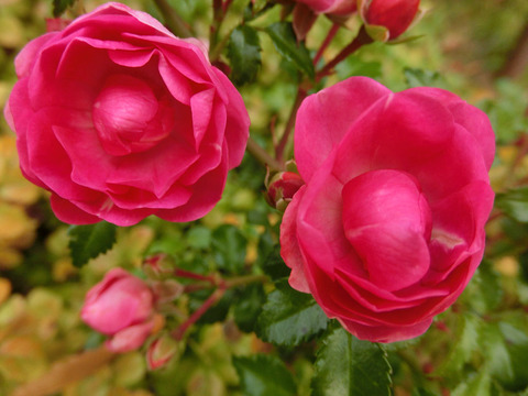 ハッピー　トレイルズ8582