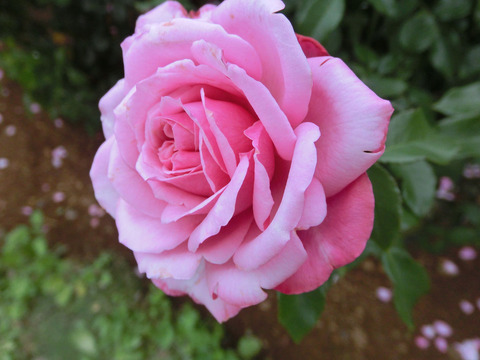 フューチャー　パフュームsCIMG7091