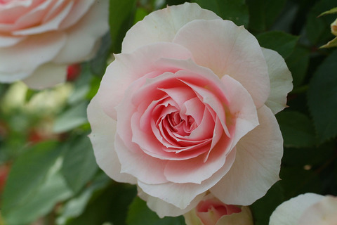 アミ　ロマンティカsDSCF2103