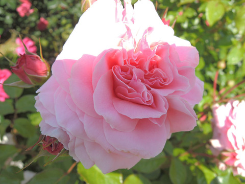 ロセッティ　ローズ3210