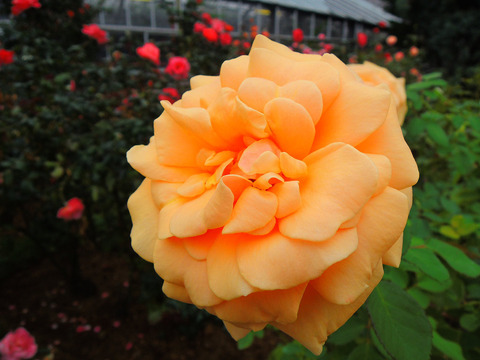 ロイヤル　ハークネスsDSCN9619