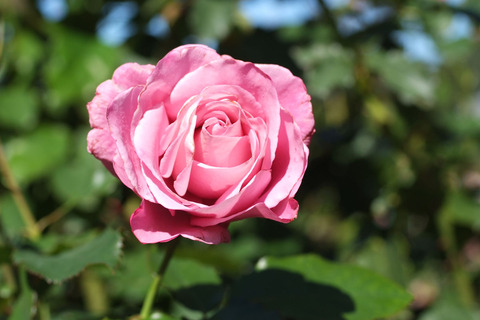 フェルゼン伯爵sDSCF8187