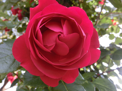 フロレンティーナ1725