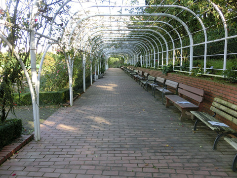 谷津バラ園sCIMG6763