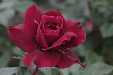 ジプシー　ソウルsIMG_6877