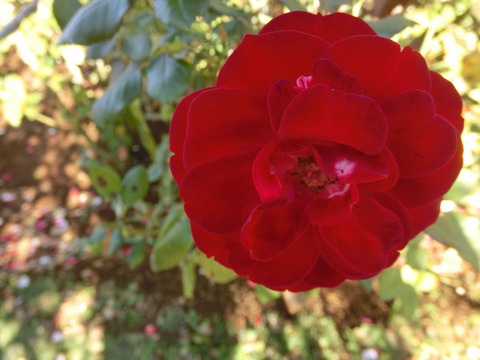 マリアンデールsCIMG8353