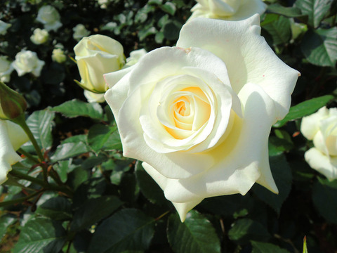 ローズ　ユミsDSCN5570