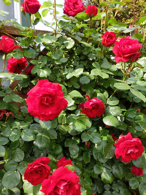 クリムゾン　スカイsCIMG3865