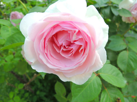 オリビア　オースチンsDSCN4294