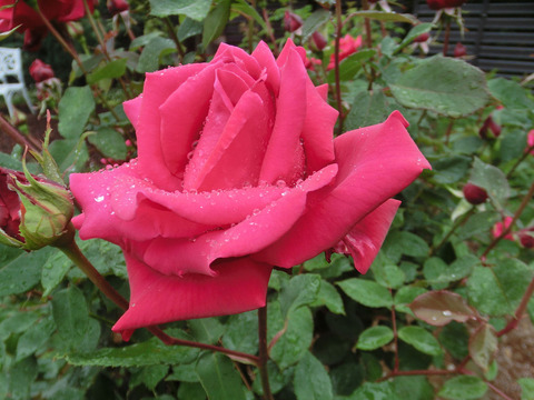 レッド　ライオンsCIMG6213