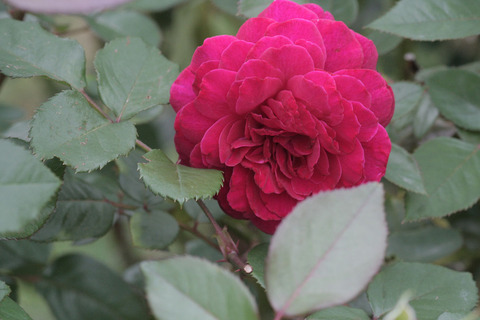 ジプシー　ソウルsIMG_6892