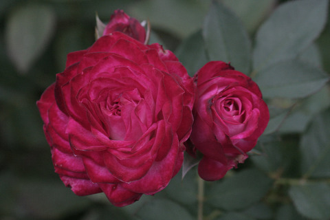 デュエット　バルコニアsIMG_7397