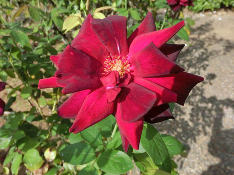 オクラホマsCIMG6513