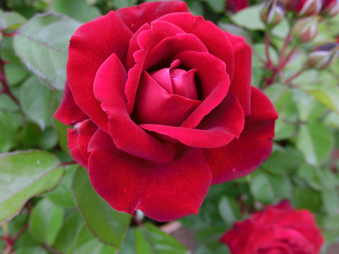 ヒューマニティー0998