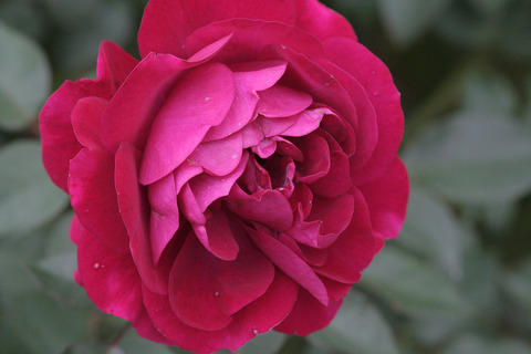 ディープ　ボルドーsIMG_7369