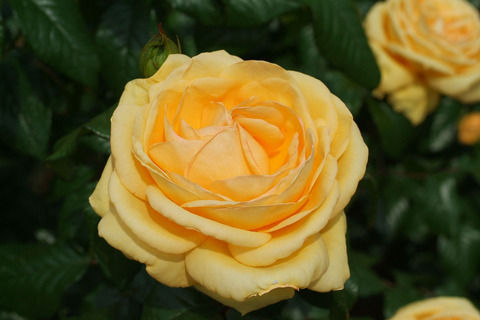 ティップン　トップsDSCF1859