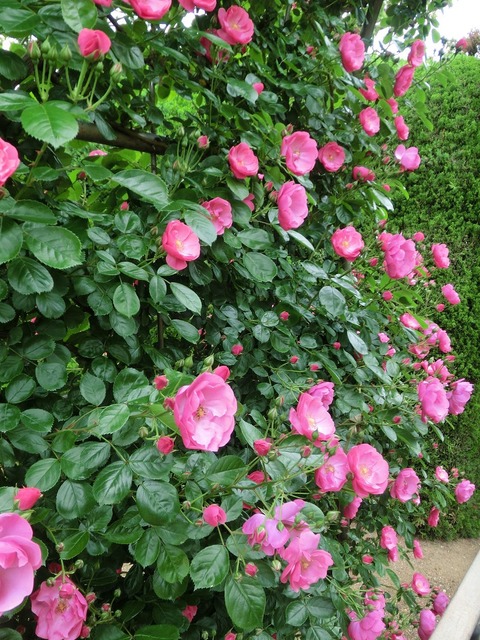 アンジェラsCIMG5595