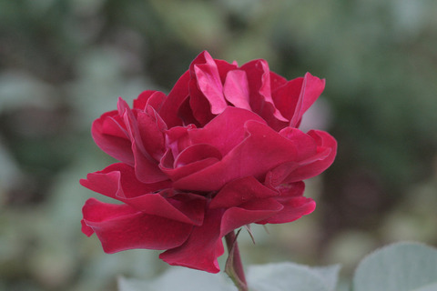 ディープ　ボルドーsIMG_7377