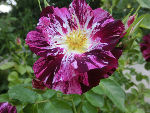 パープル　スプラッシュsCIMG4120