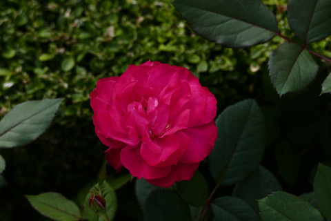 チェリー　ボニカs_1210911