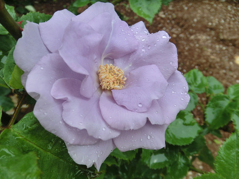 わたらせsCIMG5976