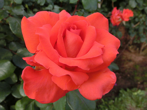 はなかがり　花かがり2688