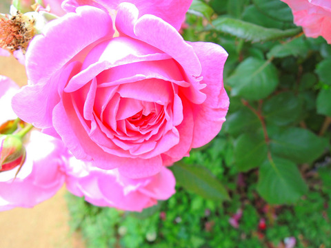 マリー　ヘンリエッテsDSCN4684