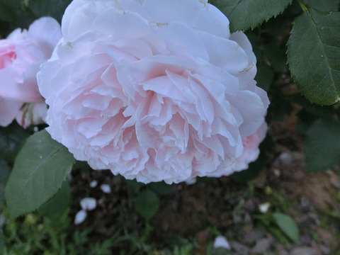 ミス　アリス2776