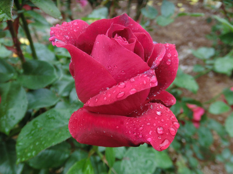 メドレーsCIMG6202