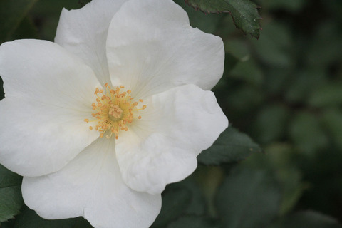 ホワイト　ノックアウトsIMG_6806