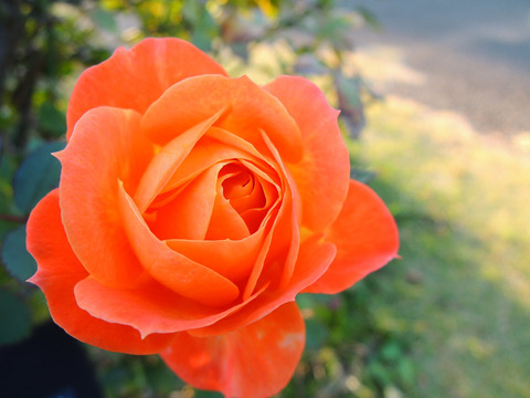 アンバー　メイアンディナ6634