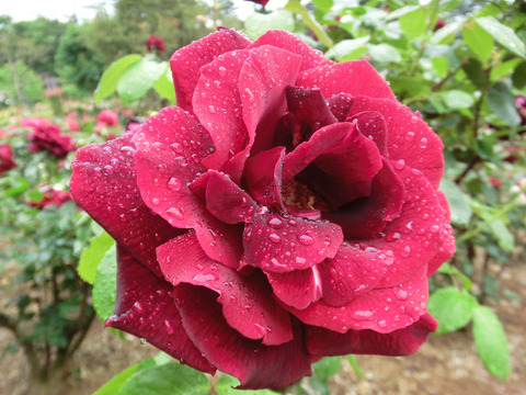 パパ　メイアンsCIMG6183