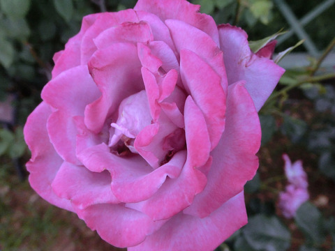 ラベンダー　チャームsCIMG5531