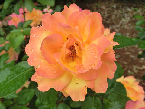 スヴニール　ドゥ　アンネフランクsCIMG6169