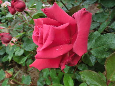 レッド　ライオンsCIMG6216