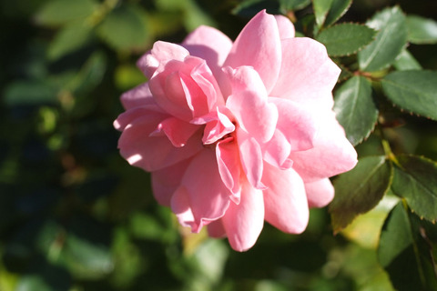 ボニカ　’８２sDSCF8992