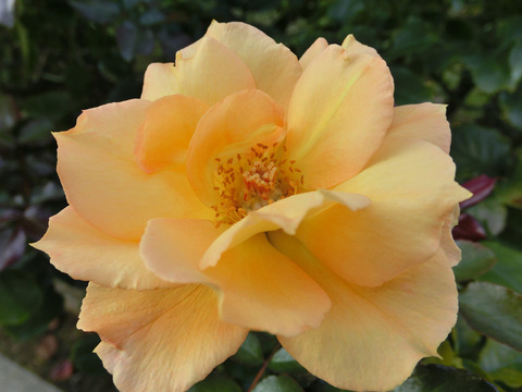 クィーン　オブ　スウェーデン7054