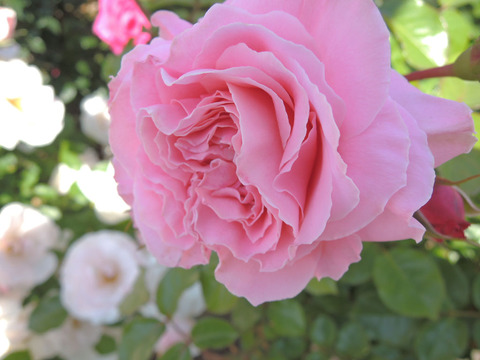 ロセッティ　ローズ3213