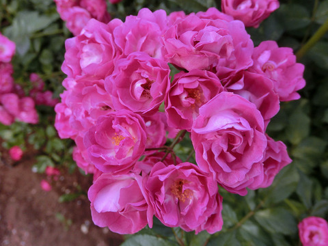 マダム　ノルベル　ラババスール1764