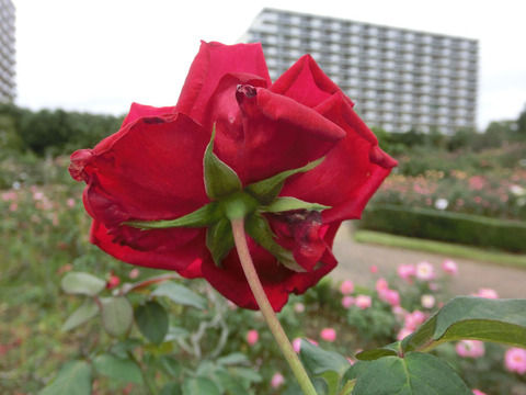 ブルグンド　’８１sCIMG4792