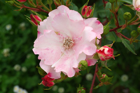 はながすみ　花霞　（はながすみ）sDSCF2509