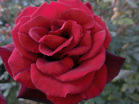 バルカロール8768