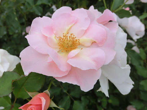 しののめsCIMG7413