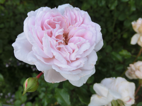 ぽぽぽちーくsCIMG6067